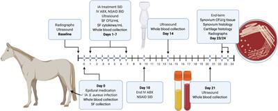 A Platelet-Rich Plasma-Derived Biologic Clears Staphylococcus aureus Biofilms While Mitigating Cartilage Degeneration and Joint Inflammation in a Clinically Relevant Large Animal Infectious Arthritis Model